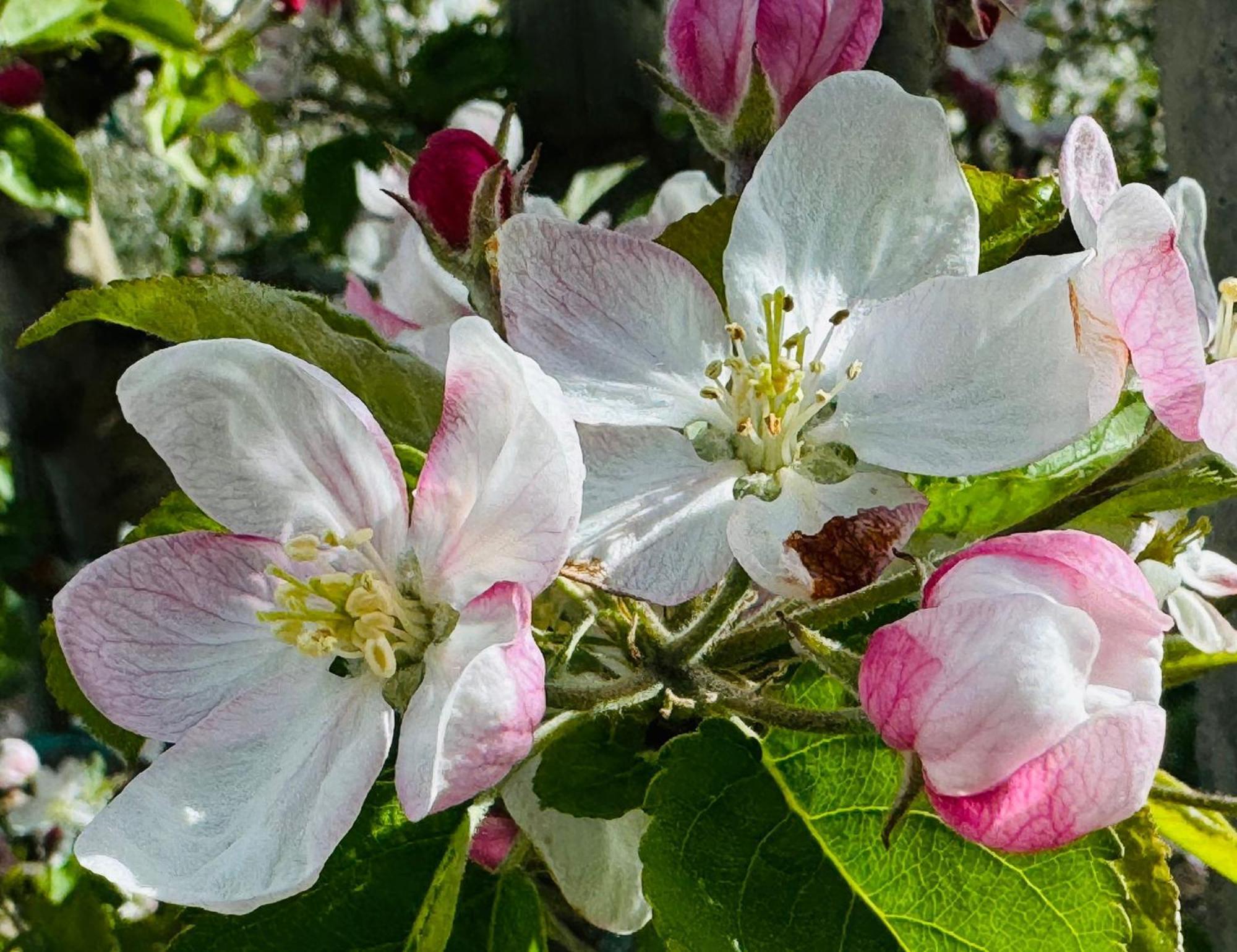 Ferienwohnungen Jojasa Latsch Buitenkant foto