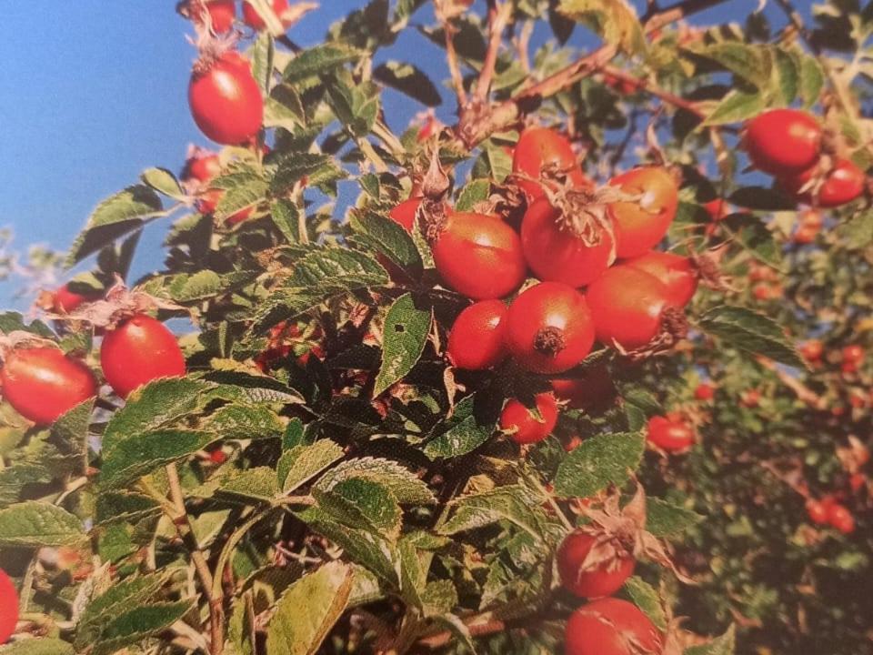 Ferienwohnungen Jojasa Latsch Buitenkant foto
